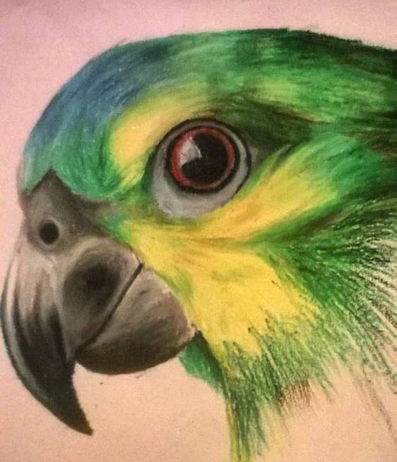 Parrot